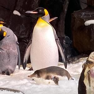 Meet your Posher, Karla